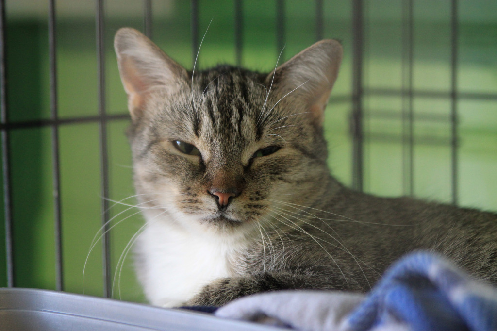 Thumbelina, an adoptable Domestic Short Hair in Pittsboro, NC, 27312 | Photo Image 1