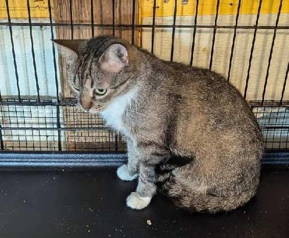 Thumbelina, an adoptable Domestic Short Hair in Pittsboro, NC, 27312 | Photo Image 3