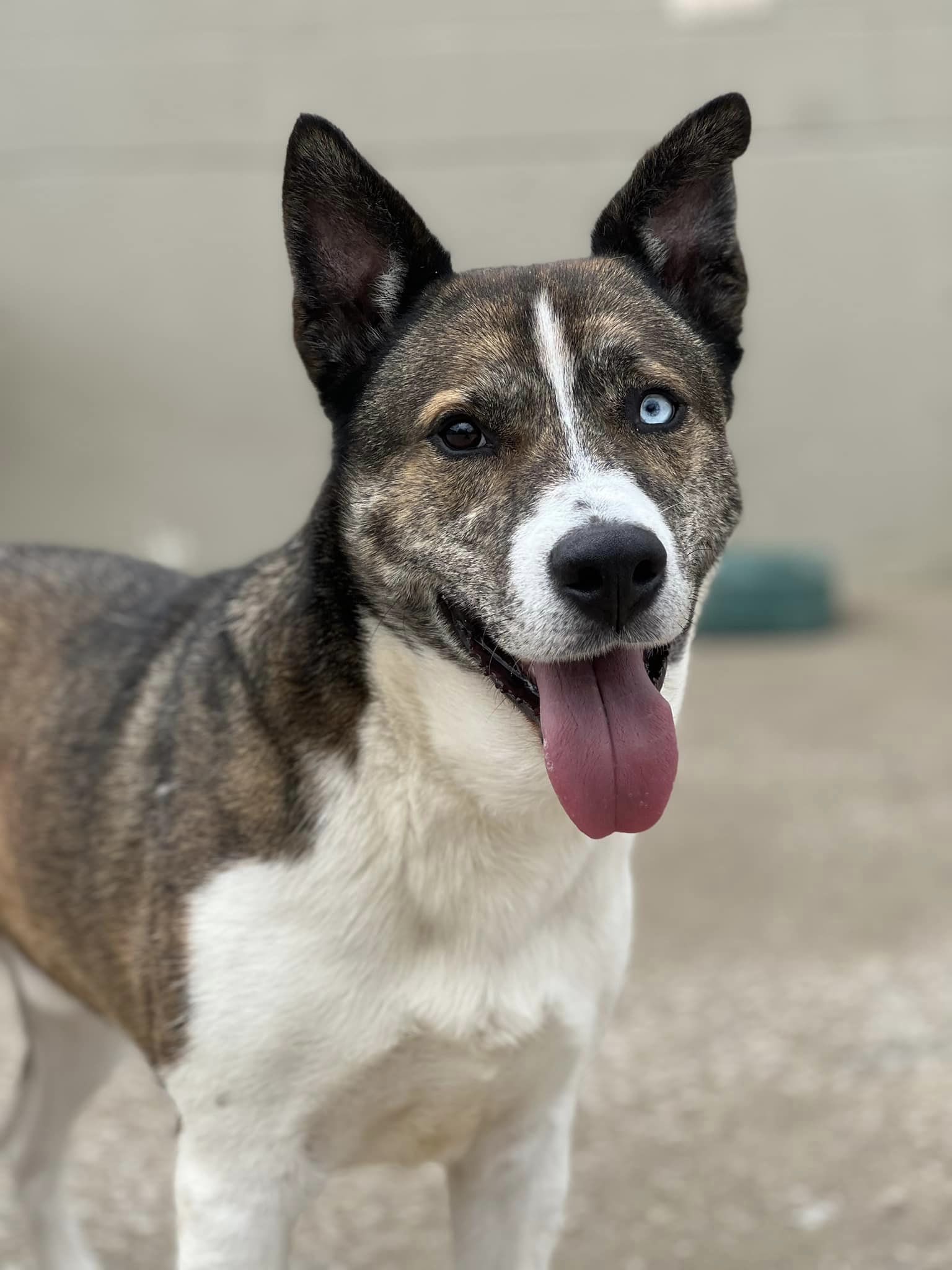 Quill, an adoptable Husky, Akita in Kansas City, MO, 64114 | Photo Image 2