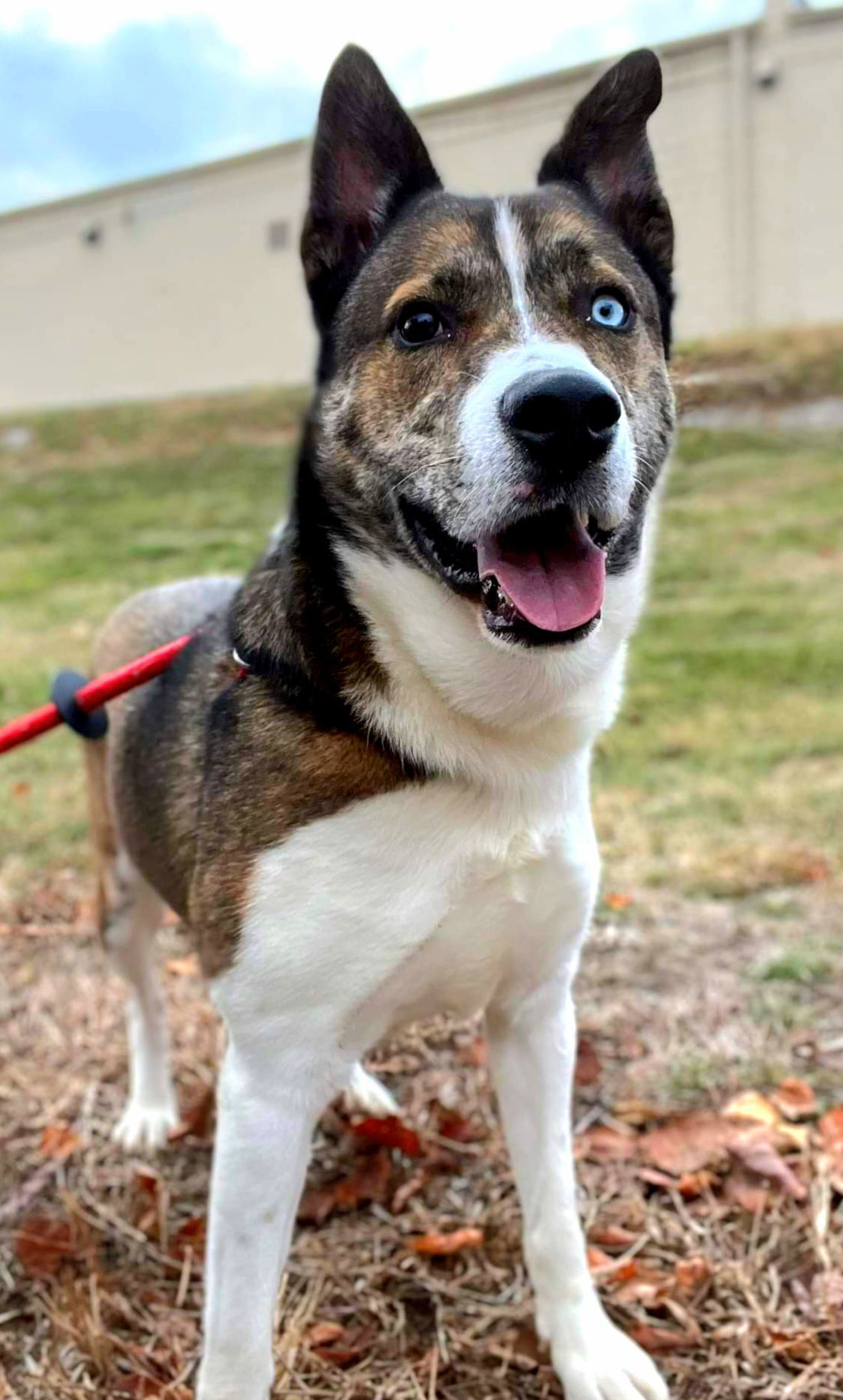 Quill, an adoptable Husky, Akita in Kansas City, MO, 64114 | Photo Image 3