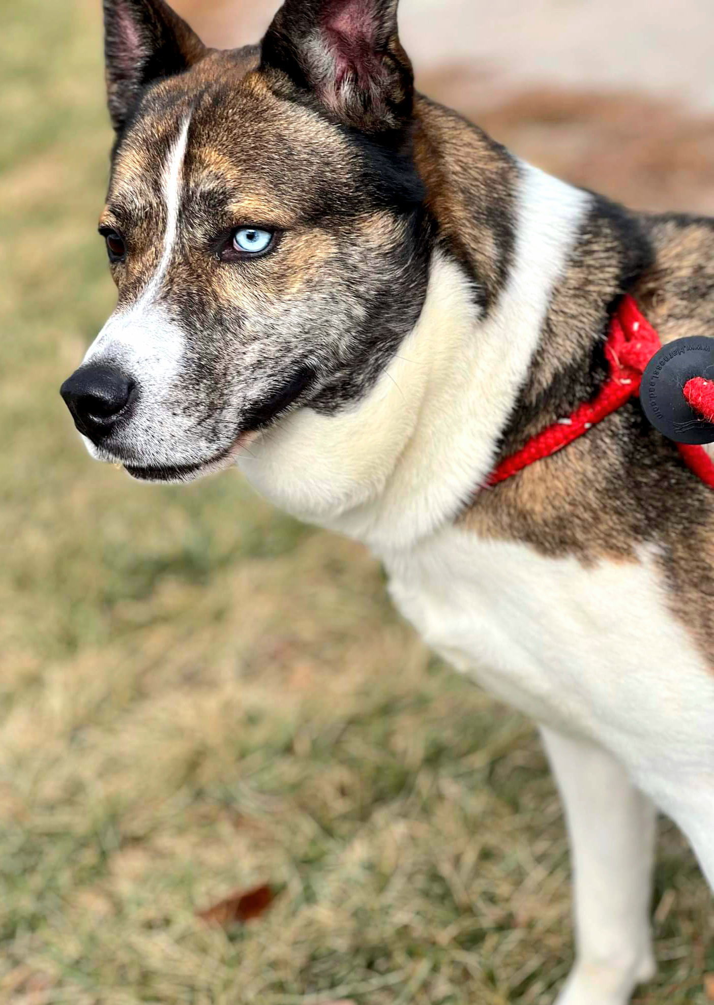 Quill, an adoptable Husky, Akita in Kansas City, MO, 64114 | Photo Image 4