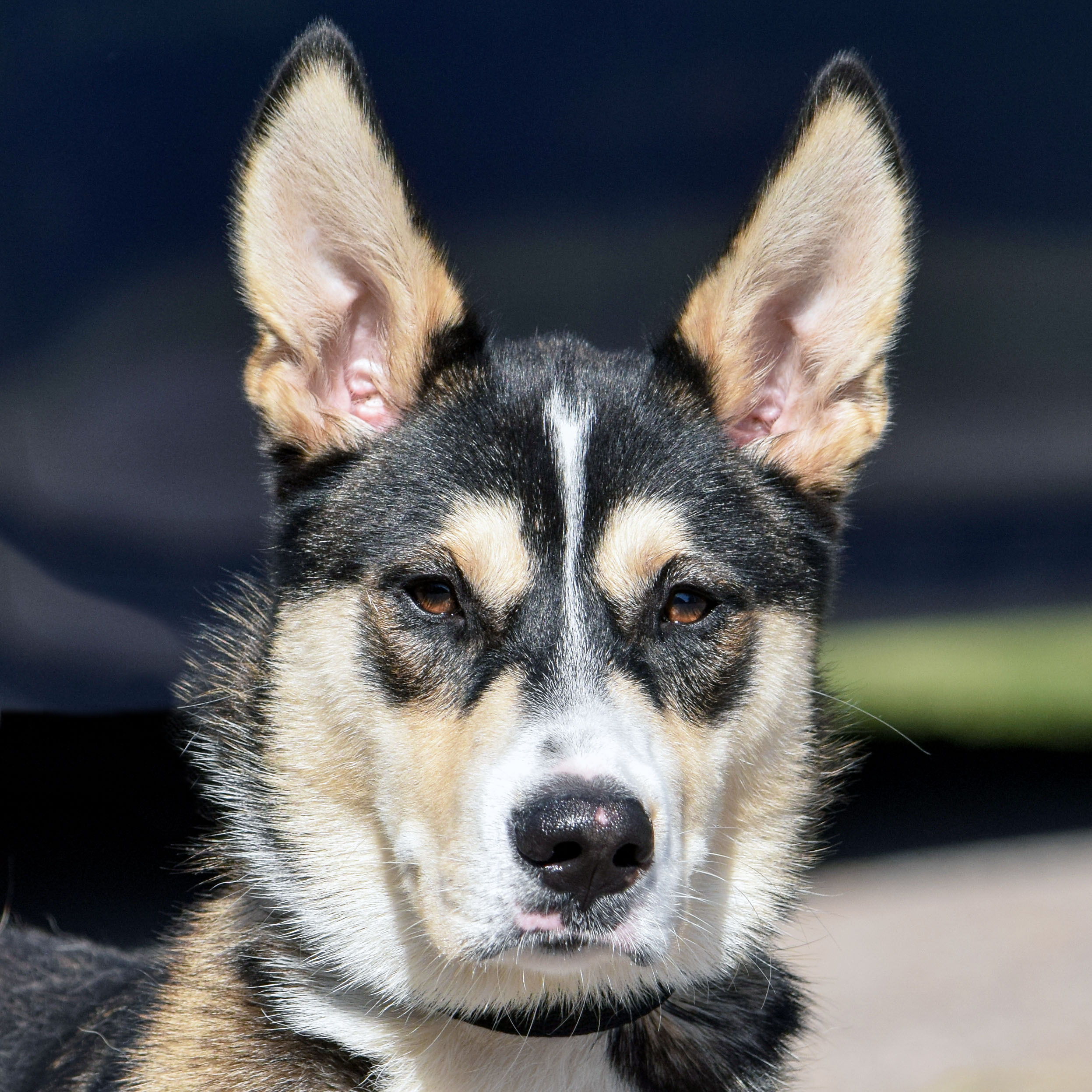 Noah, an adoptable Husky, German Shepherd Dog in Huntley, IL, 60142 | Photo Image 7