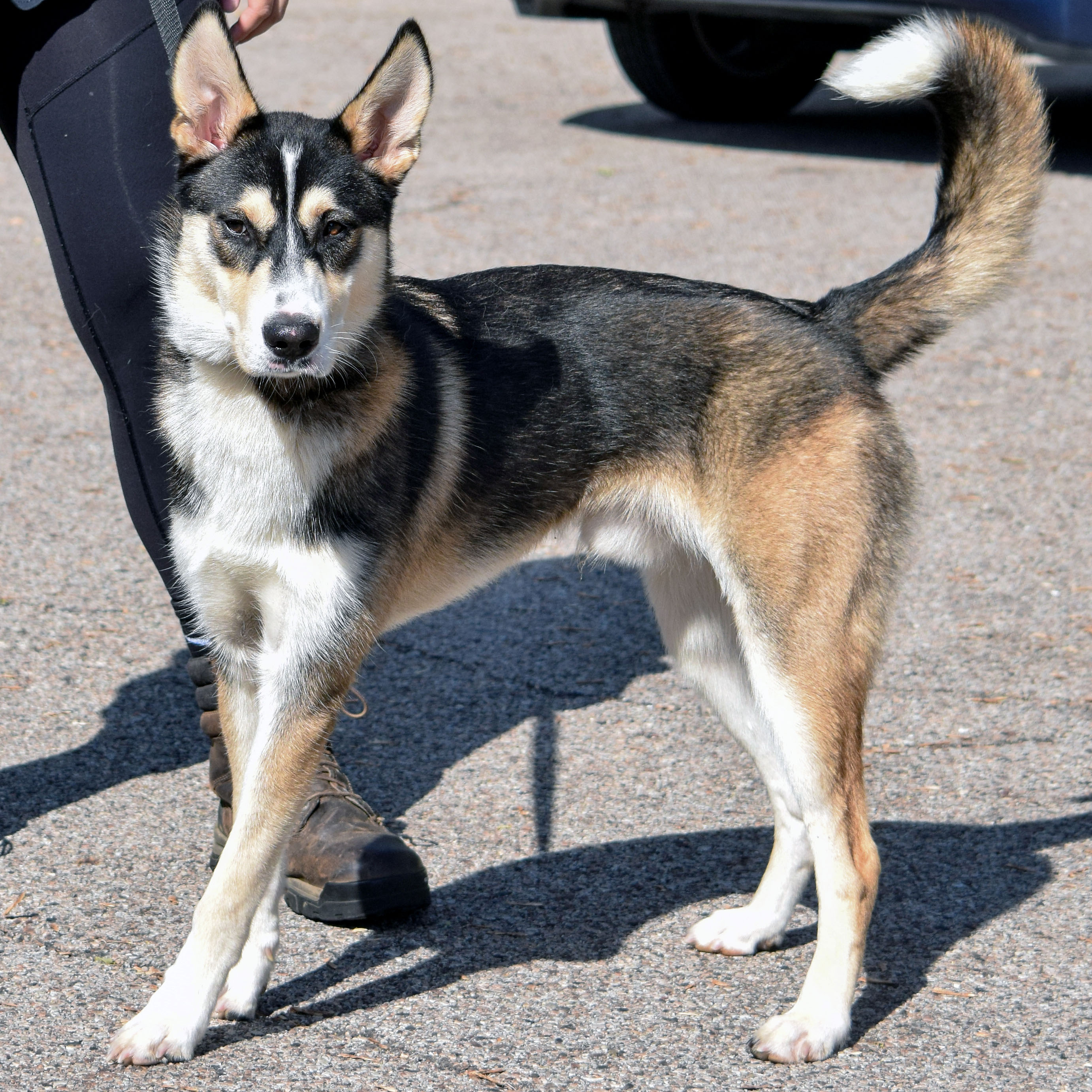 Noah, an adoptable Husky, German Shepherd Dog in Huntley, IL, 60142 | Photo Image 8