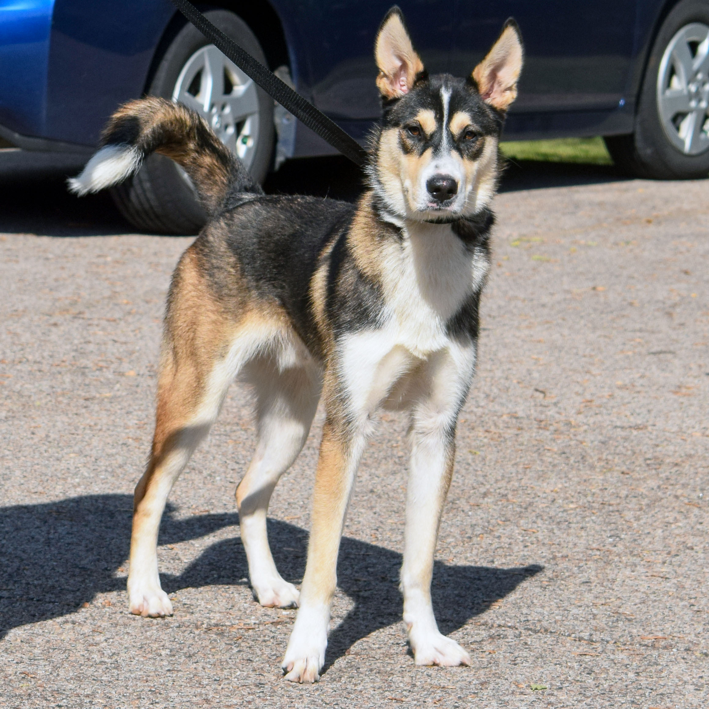 Noah, an adoptable Husky, German Shepherd Dog in Huntley, IL, 60142 | Photo Image 9