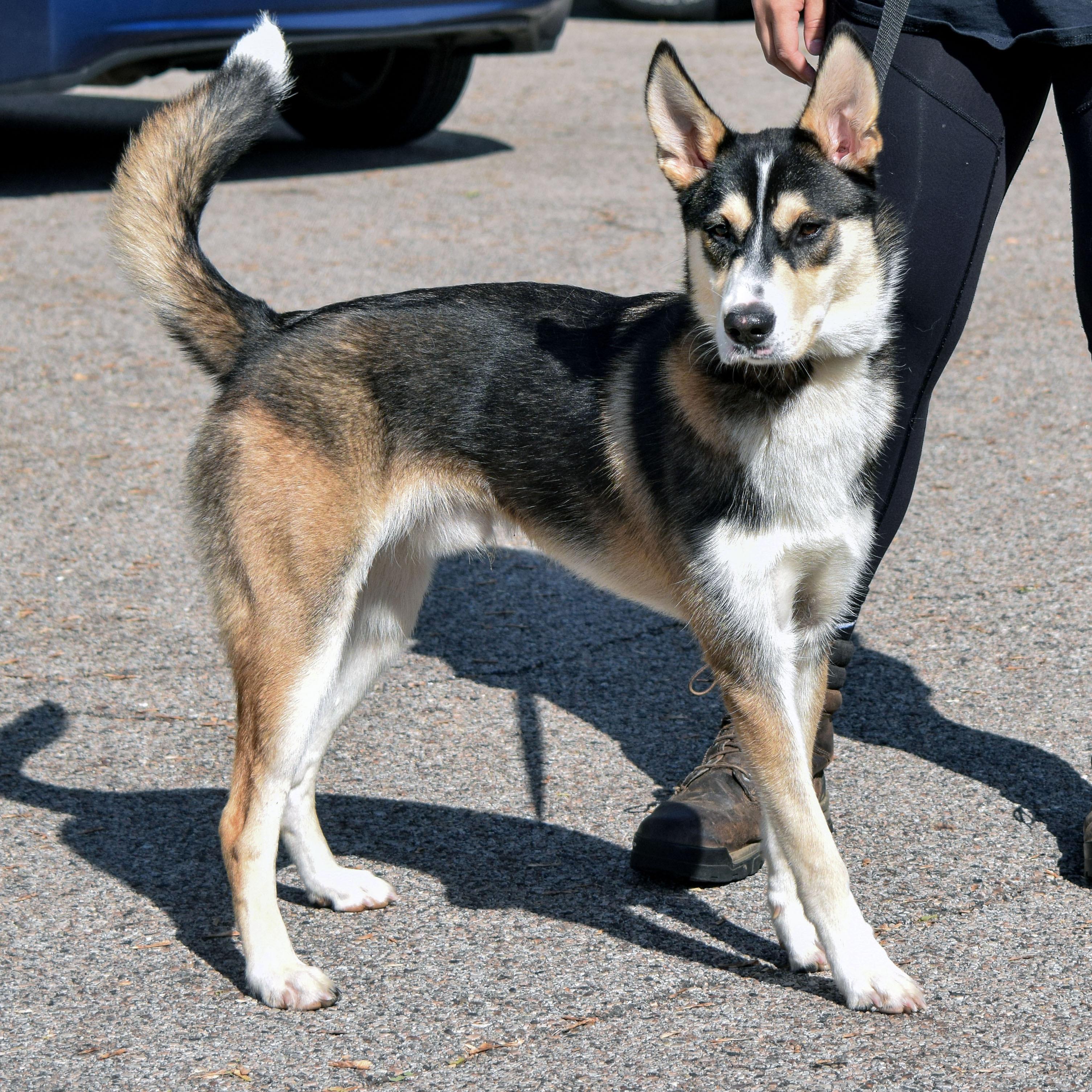 Noah, an adoptable Husky, German Shepherd Dog in Huntley, IL, 60142 | Photo Image 10
