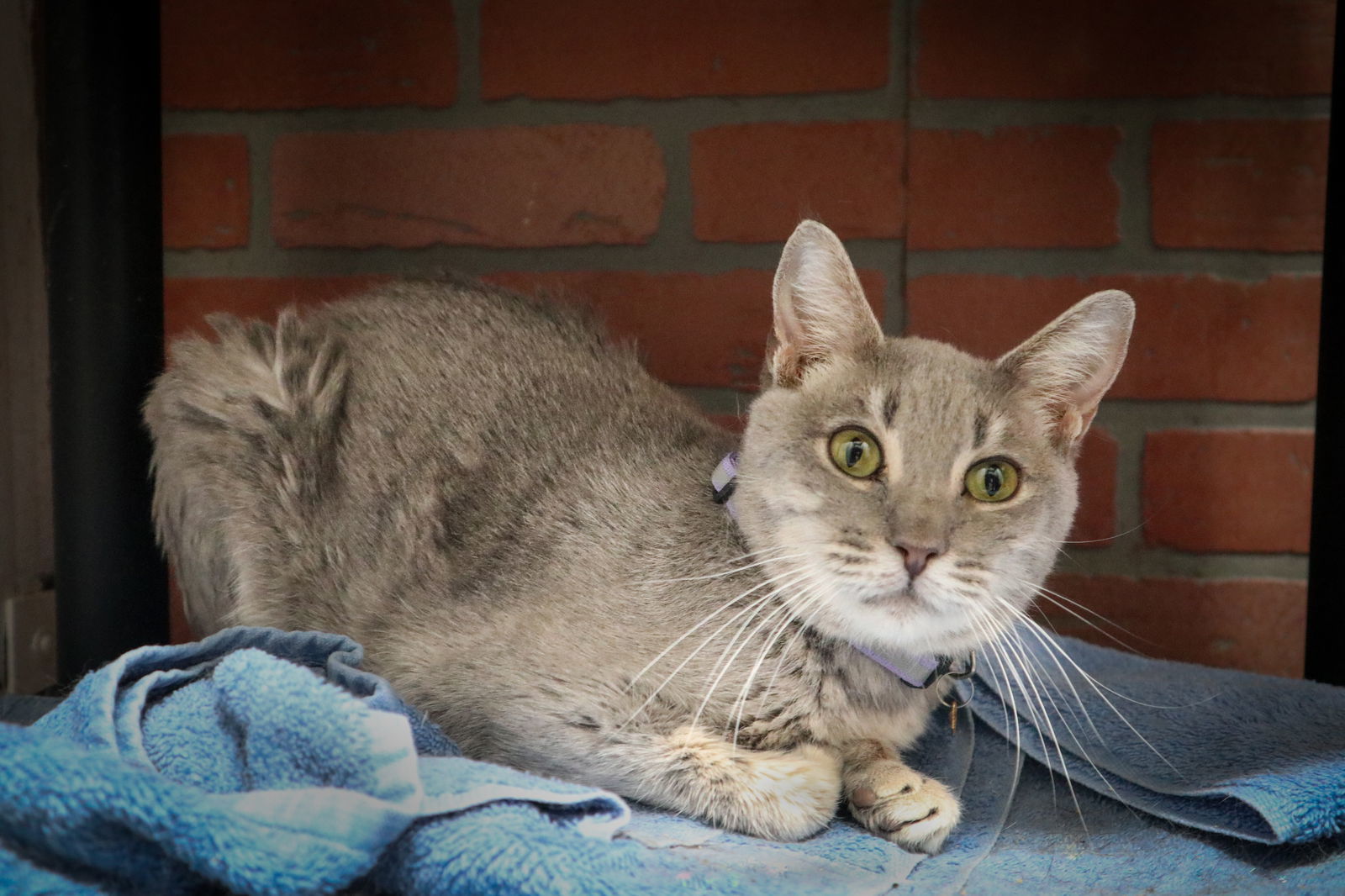 Aline, an adoptable Domestic Short Hair in Margate, FL, 33068 | Photo Image 6