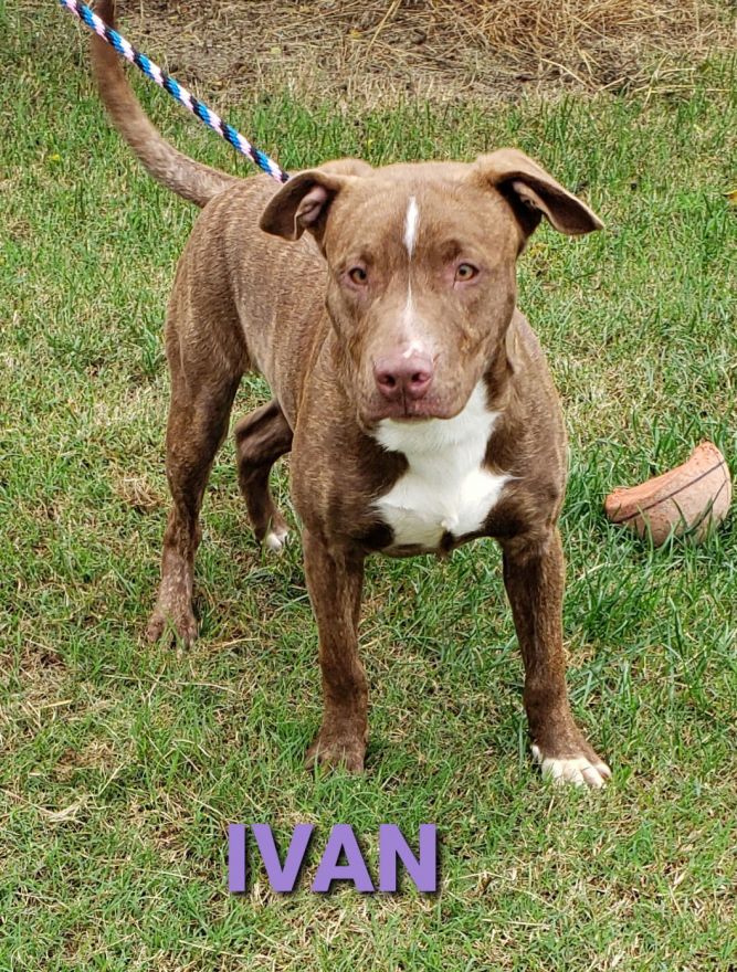 Ivan