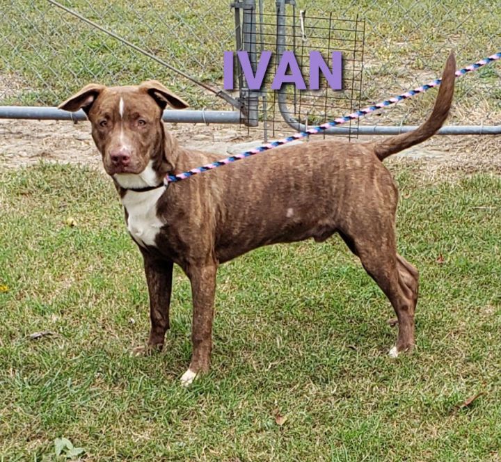 Ivan 2