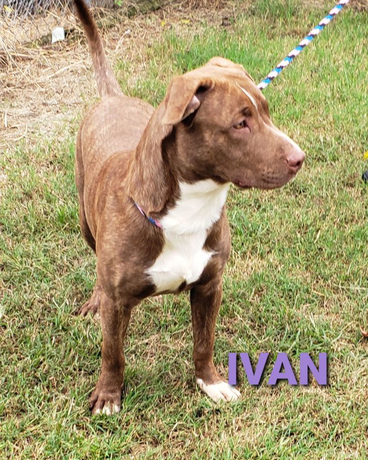 Ivan 3