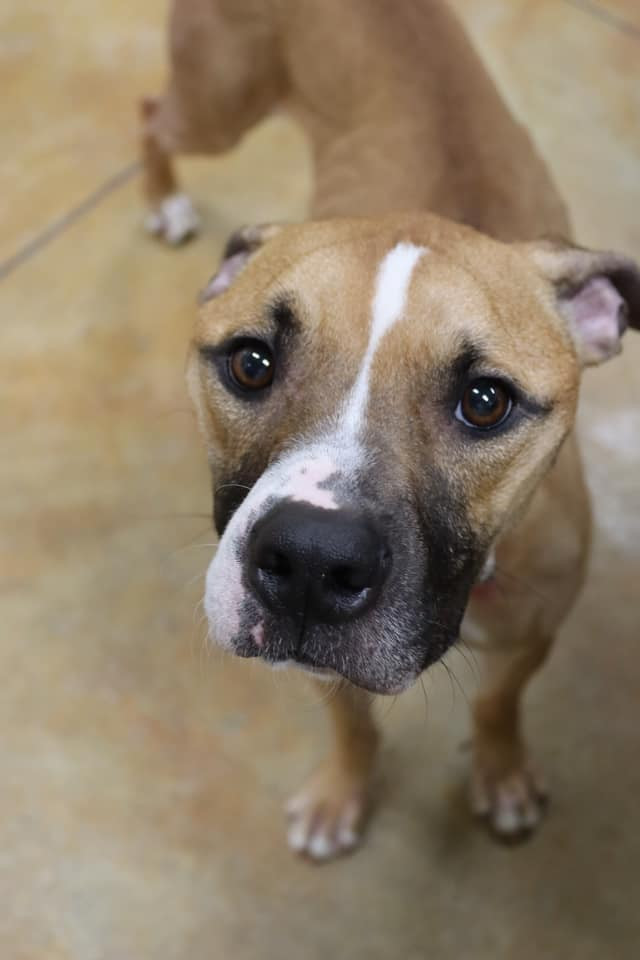 Pumpkin, an adoptable Pit Bull Terrier, Boxer in Austin, MN, 55912 | Photo Image 1