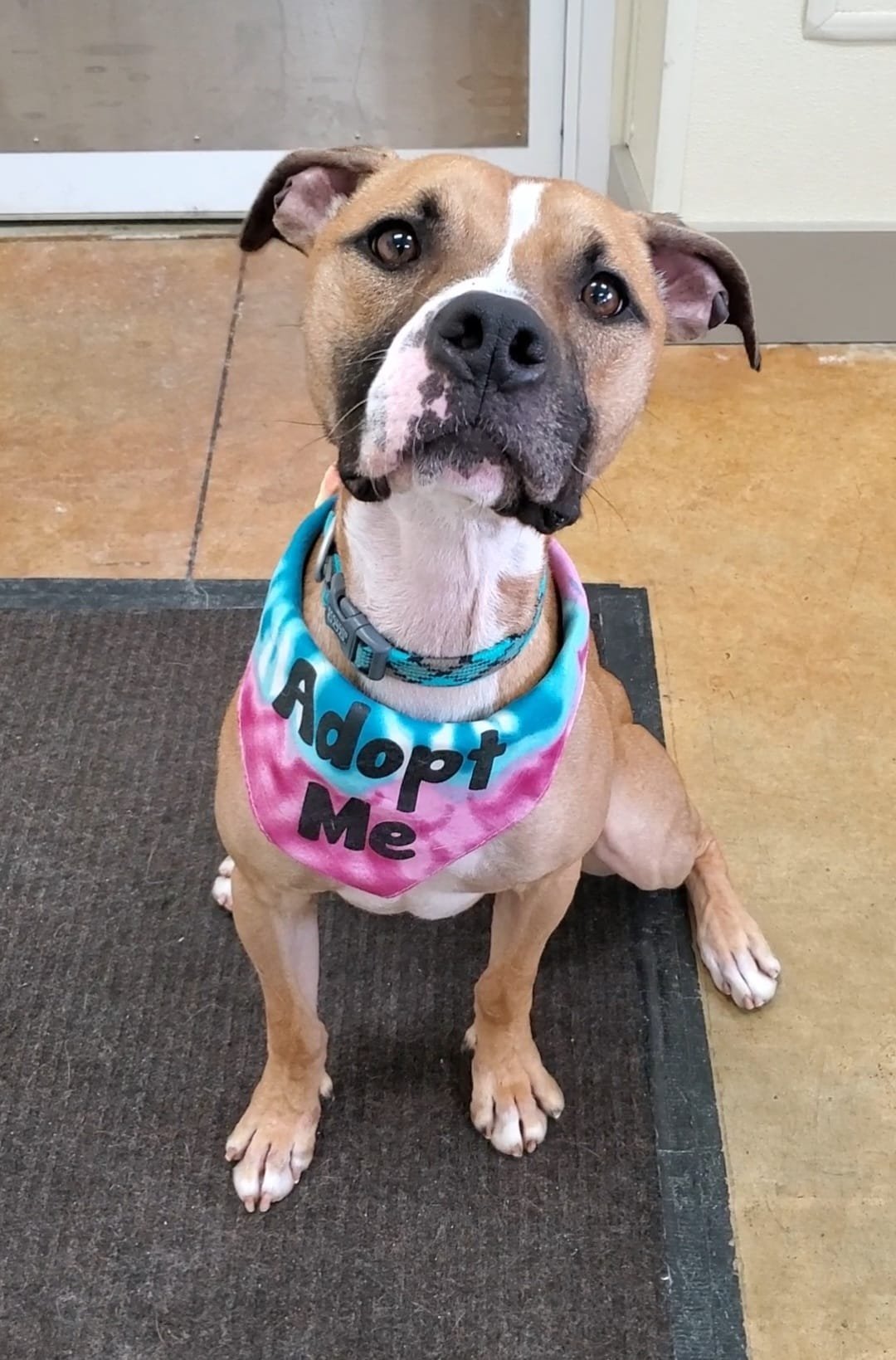 Pumpkin, an adoptable Pit Bull Terrier, Boxer in Austin, MN, 55912 | Photo Image 2