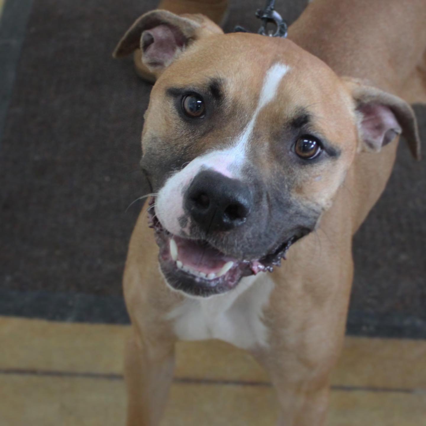Pumpkin, an adoptable Pit Bull Terrier, Boxer in Austin, MN, 55912 | Photo Image 3