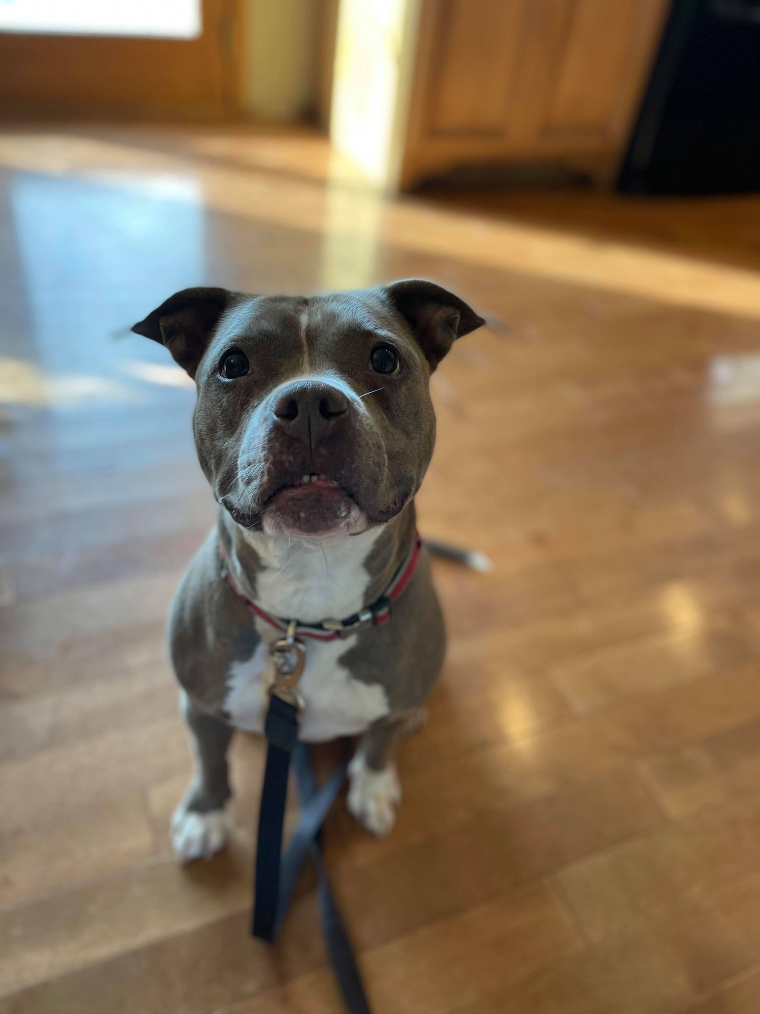 Stella- short little meatball, an adoptable American Staffordshire Terrier in Ferndale, WA, 98248 | Photo Image 6