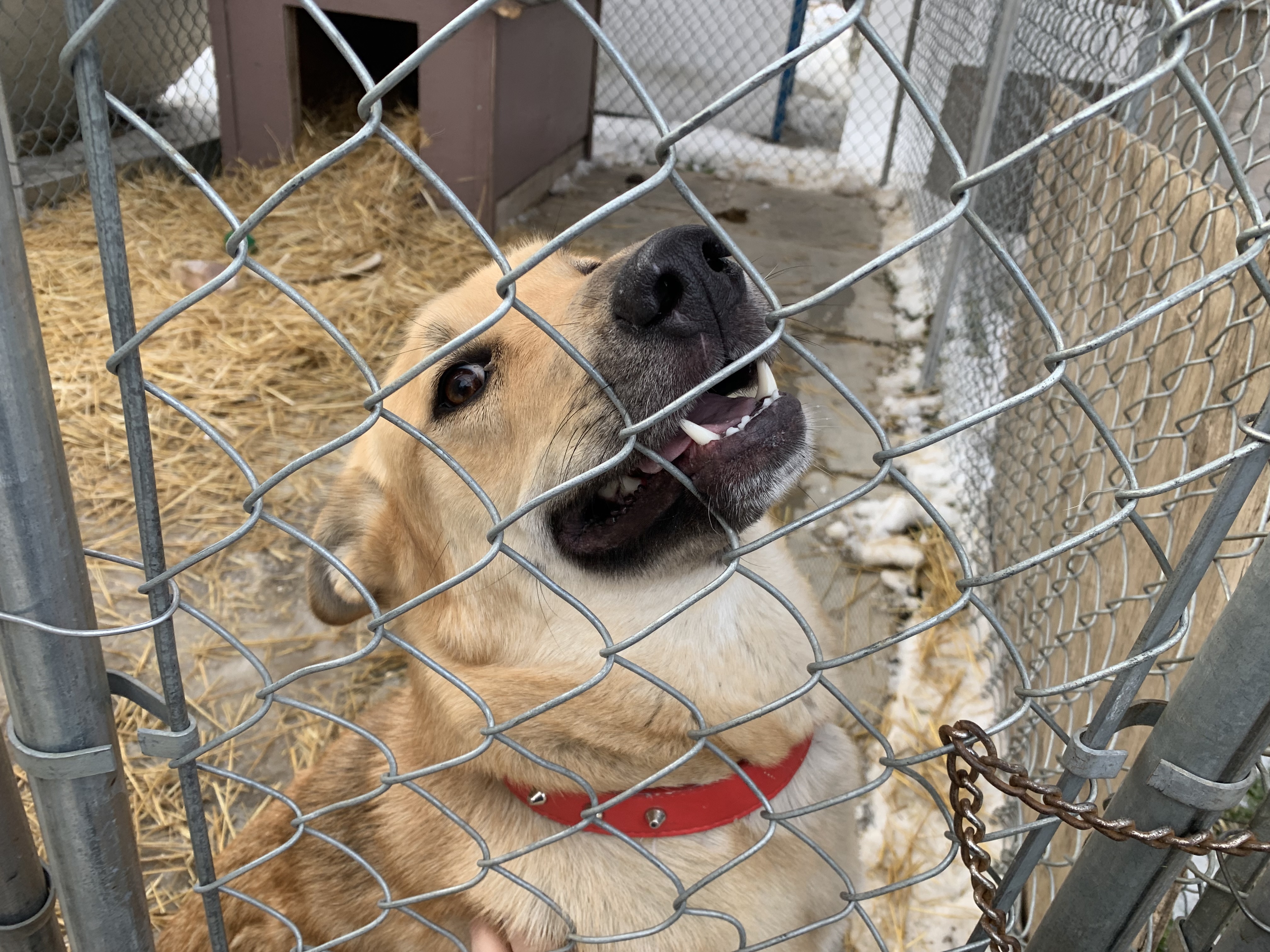 Tsukki, an adoptable Husky in Humboldt , SK, S0K 2A0 | Photo Image 1