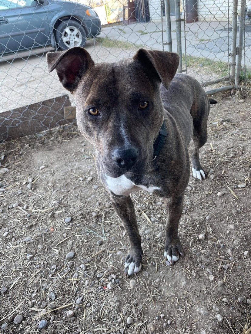 Girlie, an adoptable American Staffordshire Terrier in Humboldt , SK, S0K 2A0 | Photo Image 2