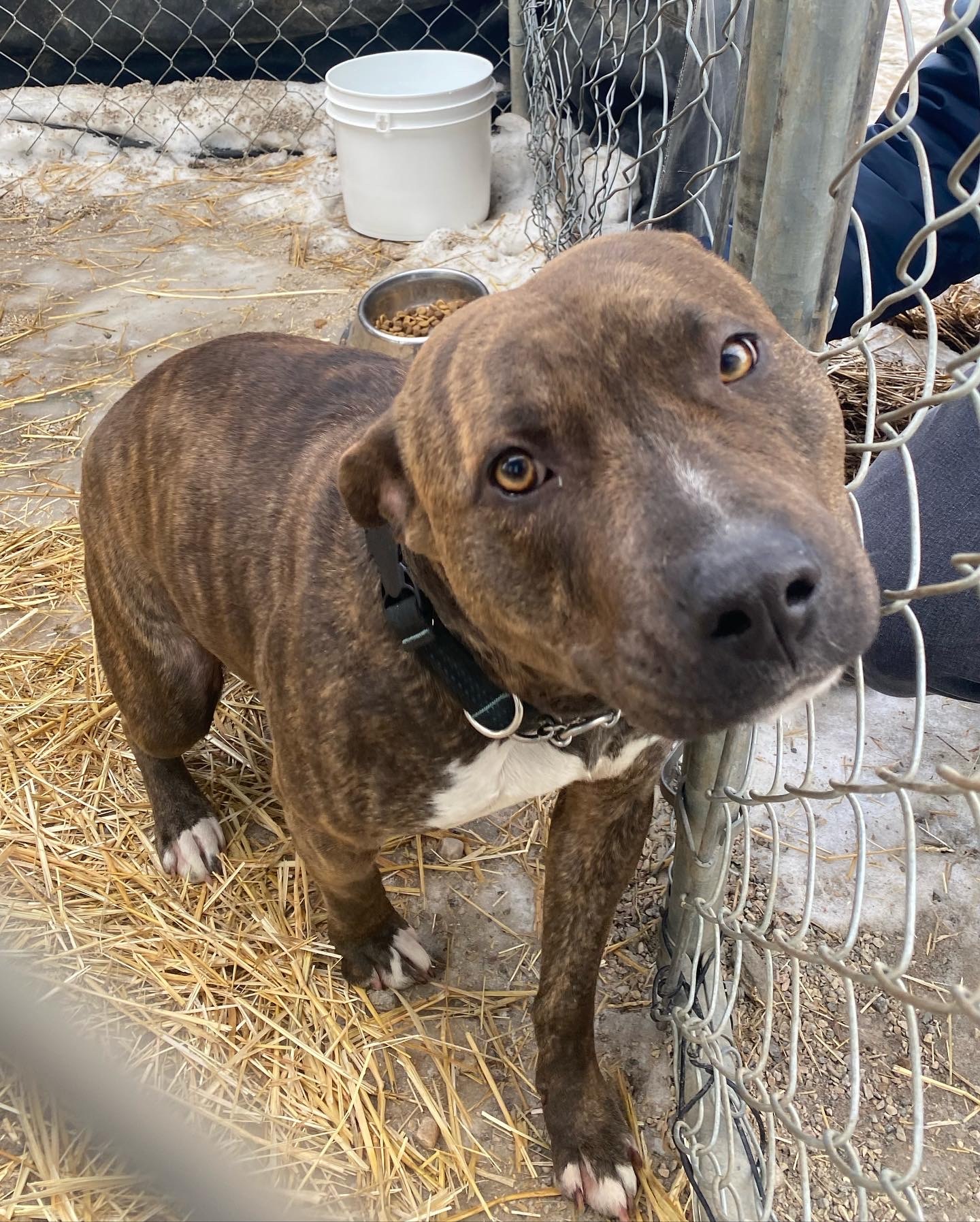 Girlie, an adoptable American Staffordshire Terrier in Humboldt , SK, S0K 2A0 | Photo Image 1
