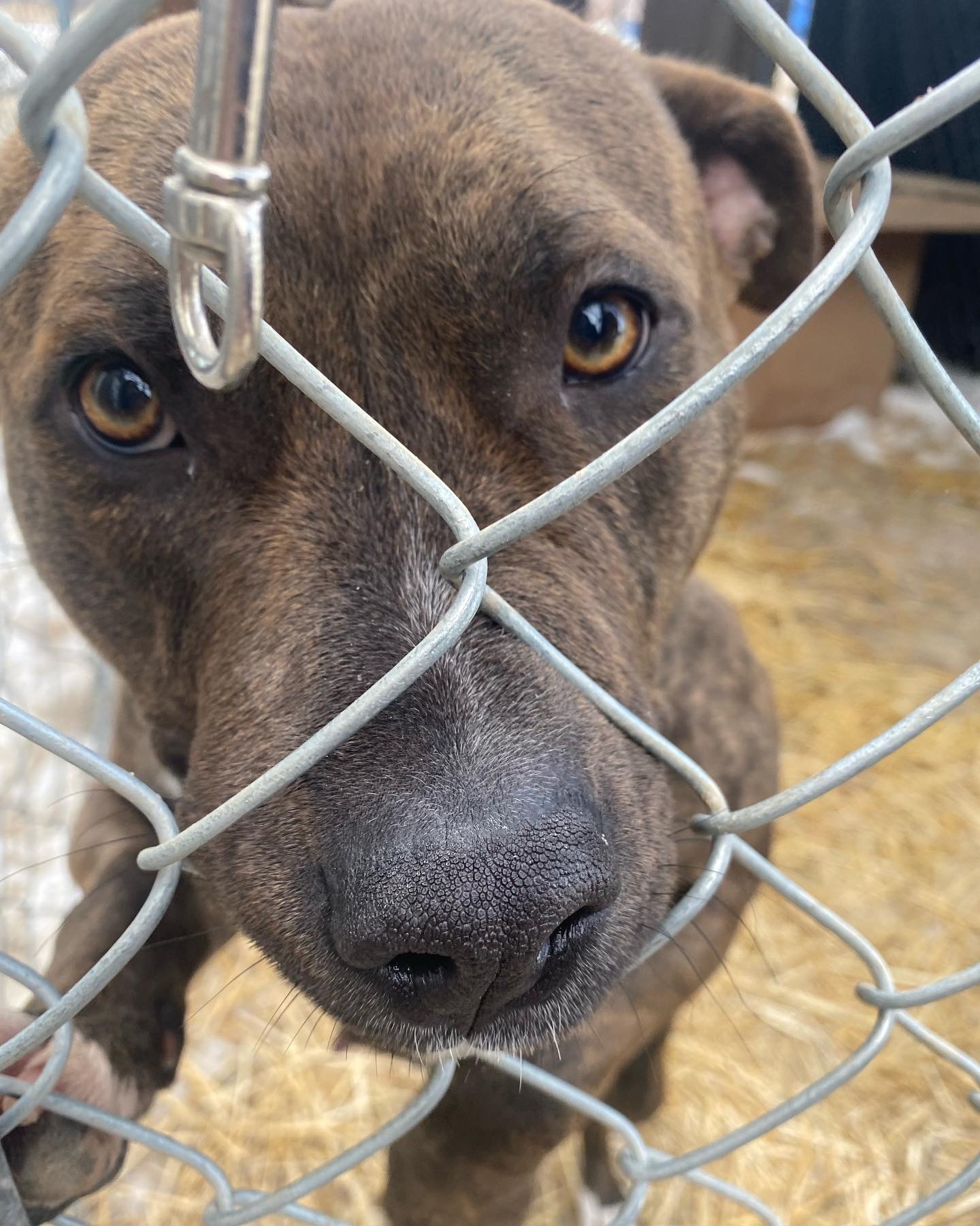 Girlie, an adoptable American Staffordshire Terrier in Humboldt , SK, S0K 2A0 | Photo Image 3