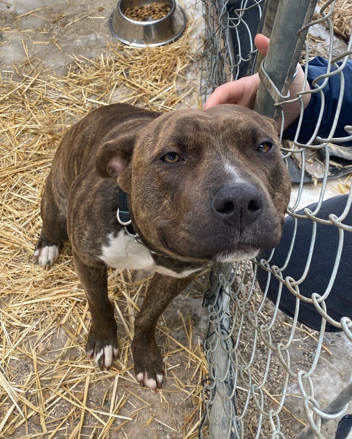 Girlie, an adoptable American Staffordshire Terrier in Humboldt , SK, S0K 2A0 | Photo Image 4
