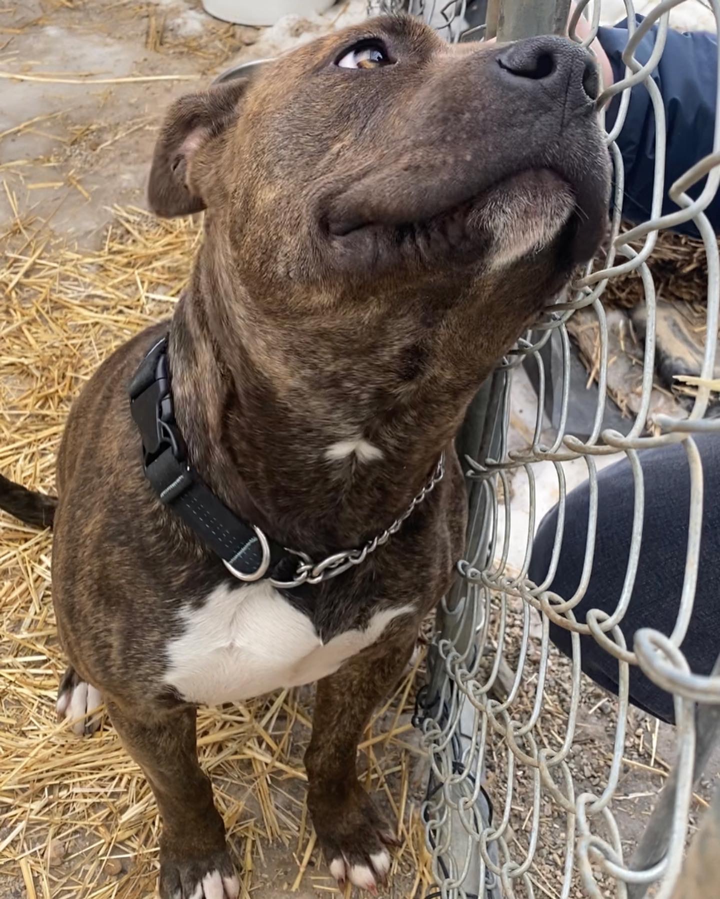 Girlie, an adoptable American Staffordshire Terrier in Humboldt , SK, S0K 2A0 | Photo Image 5