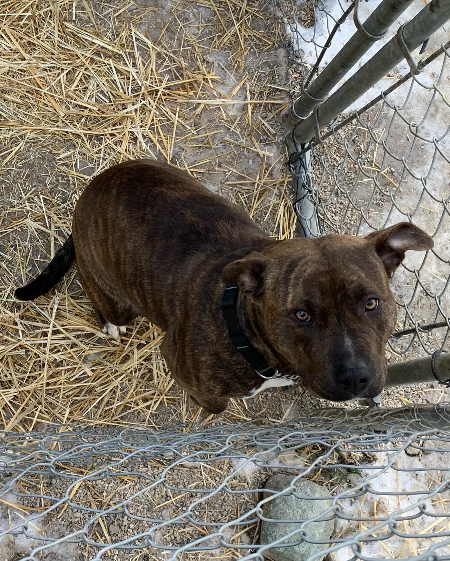 Girlie, an adoptable American Staffordshire Terrier in Humboldt , SK, S0K 2A0 | Photo Image 6
