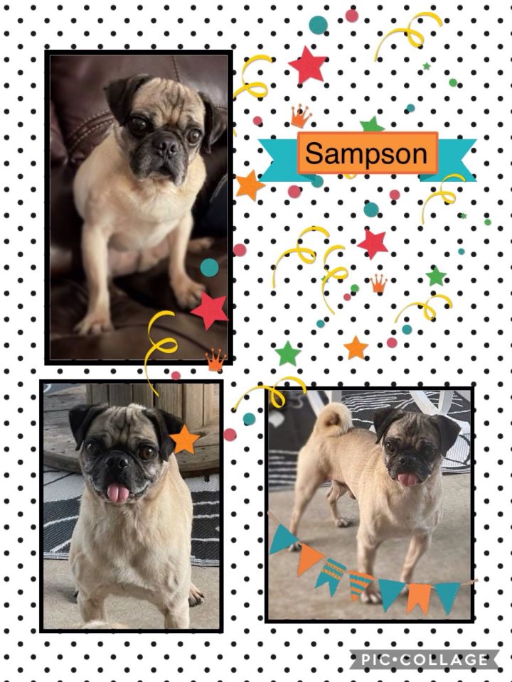Sampson, an adoptable Pug in Norman, OK_image-1