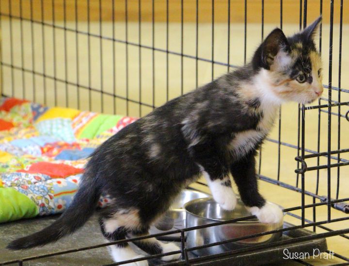 Shea, an adopted Domestic Short Hair in Bedford, VA_image-4