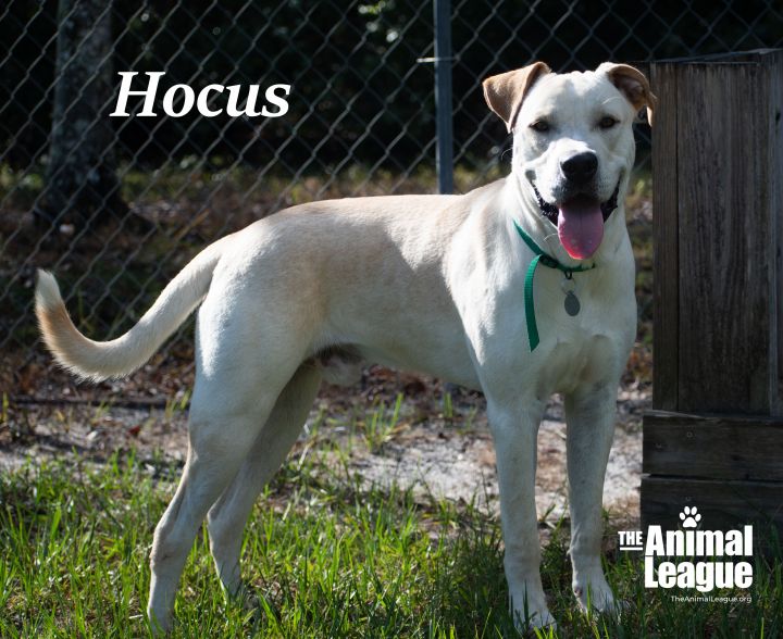 Hocus, an adopted Labrador Retriever Mix in Clermont, FL_image-4