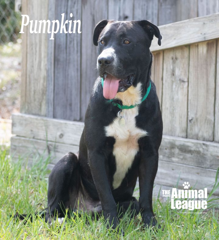 Pumpkin, an adoptable Labrador Retriever & Pit Bull Terrier Mix in Clermont, FL_image-1