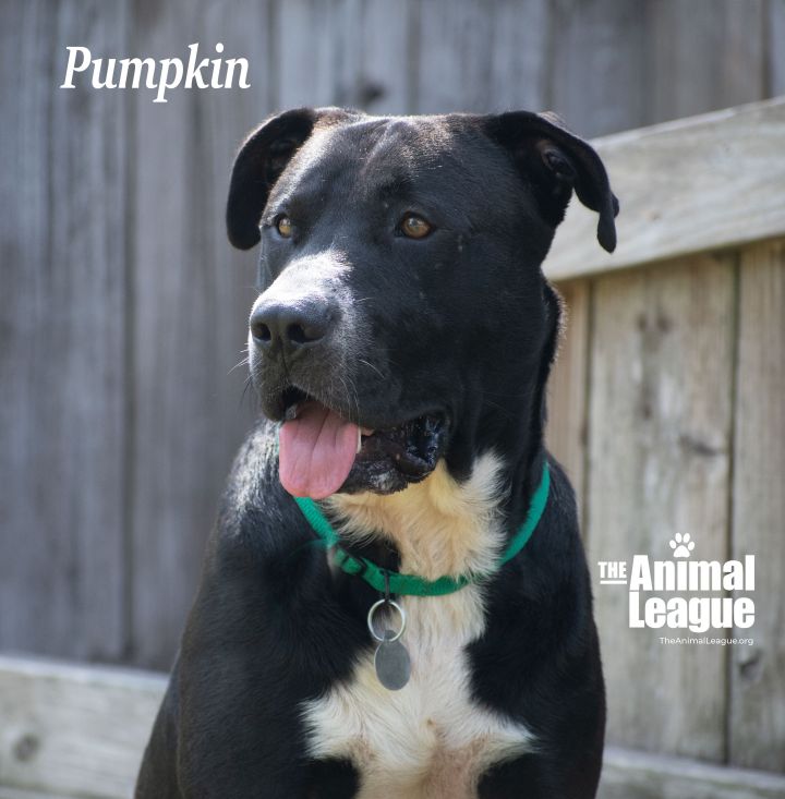 Pumpkin, an adoptable Labrador Retriever & Pit Bull Terrier Mix in Clermont, FL_image-3