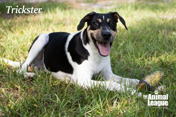 Trickster, an adoptable Manchester Terrier & Hound Mix in Clermont, FL_image-1