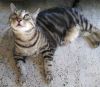 Mama Kitty - Center Foster Home photo 1