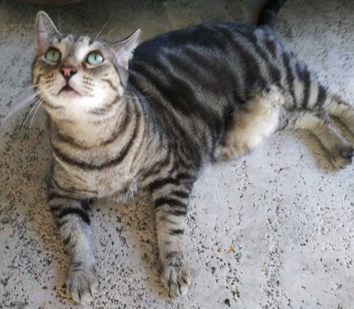Mama Kitty - Center Foster Home 1