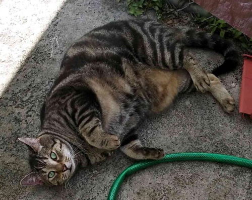 Mama Kitty - Center Foster Home 2
