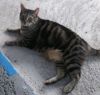 Mama Kitty - Center Foster Home photo 3