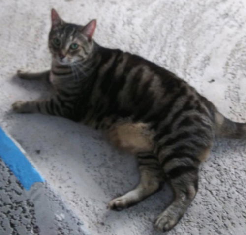 Mama Kitty - Center Foster Home 3