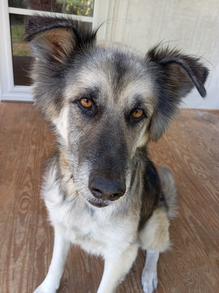 Roscoe, an adoptable German Shepherd Dog in Mount Airy, NC, 27030 | Photo Image 2