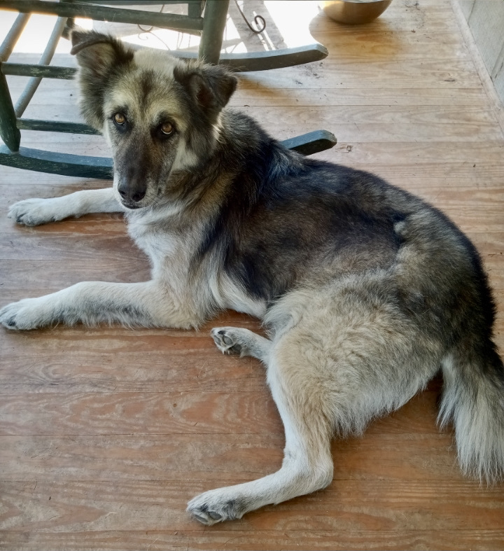 Roscoe, an adoptable German Shepherd Dog in Mount Airy, NC, 27030 | Photo Image 3