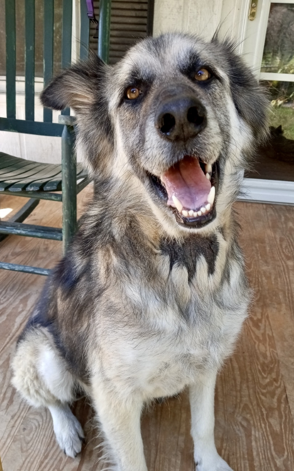 Roscoe, an adoptable German Shepherd Dog in Mount Airy, NC, 27030 | Photo Image 4
