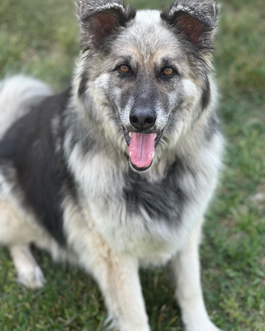 Roscoe, an adoptable German Shepherd Dog in Mount Airy, NC, 27030 | Photo Image 6