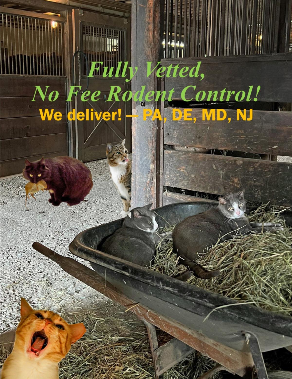 We Have Male and Female Barn Cats!, an adoptable Domestic Short Hair in Greenville, DE, 19807 | Photo Image 2