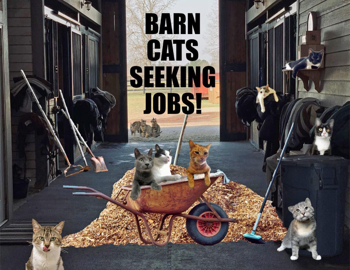 We Have Male and Female Barn Cats!, an adoptable Domestic Short Hair in Greenville, DE, 19807 | Photo Image 3