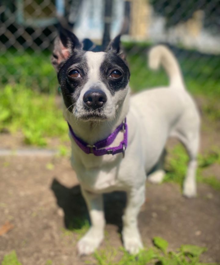 Black and white jack russell store chihuahua mix