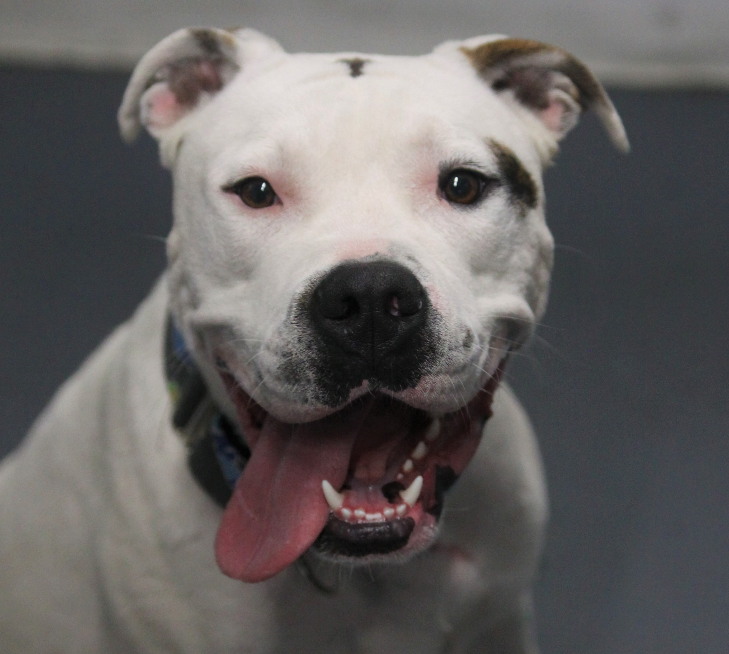 Jaeger, an adoptable American Bulldog in Kansas City, MO, 64141 | Photo Image 1