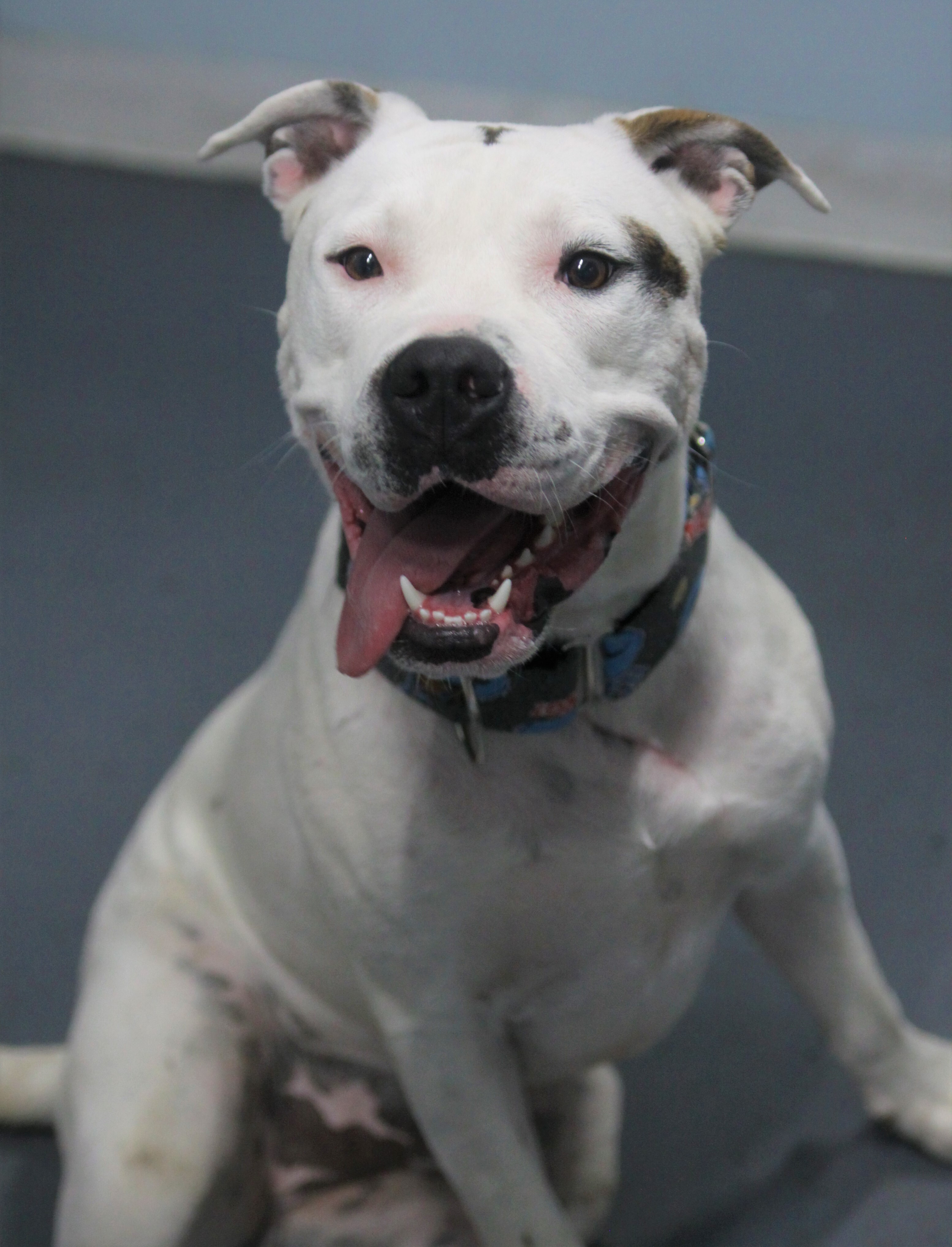 Jaeger, an adoptable American Bulldog in Kansas City, MO, 64141 | Photo Image 4