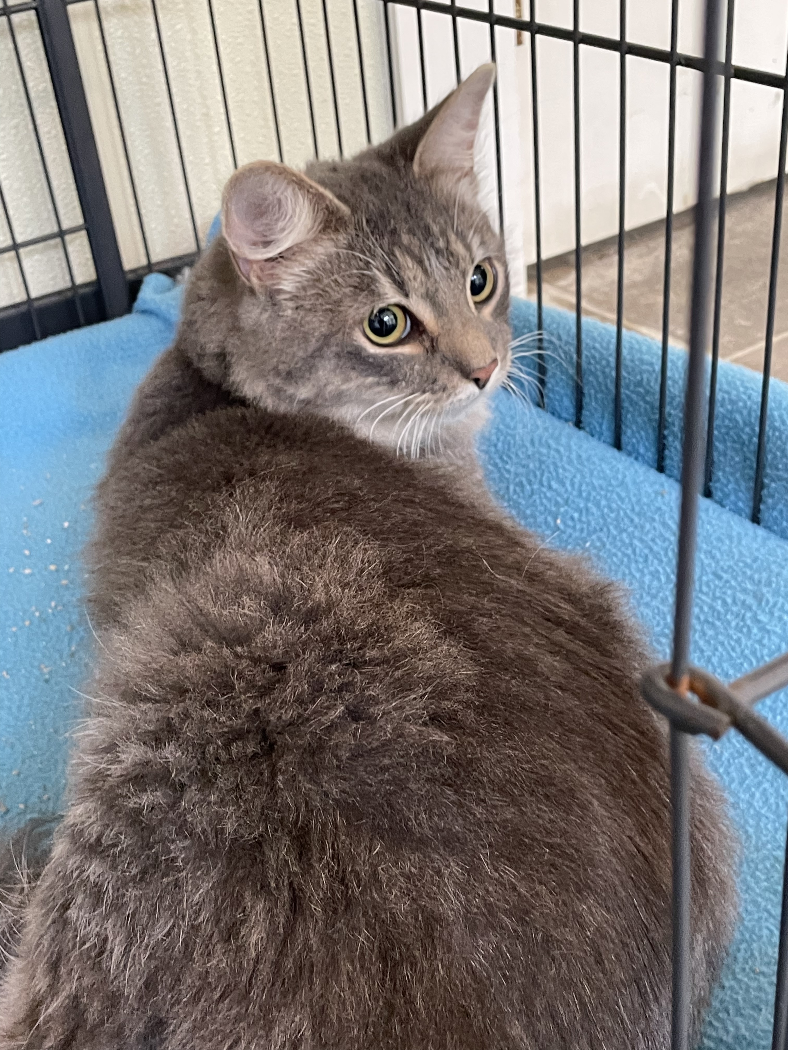 Diego, an adoptable Domestic Long Hair in Winthrop, ME, 04364 | Photo Image 2