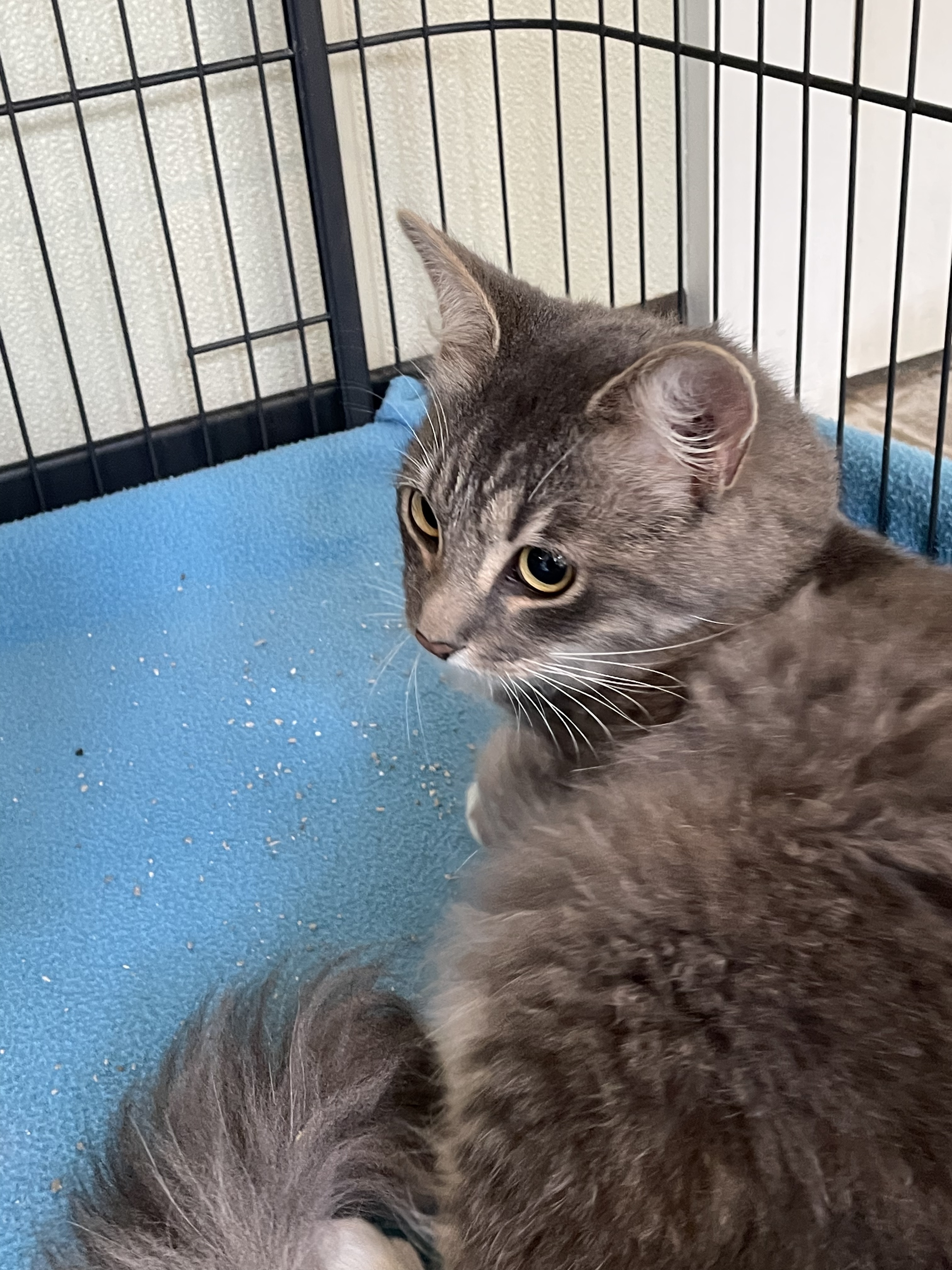 Diego, an adoptable Domestic Long Hair in Winthrop, ME, 04364 | Photo Image 4