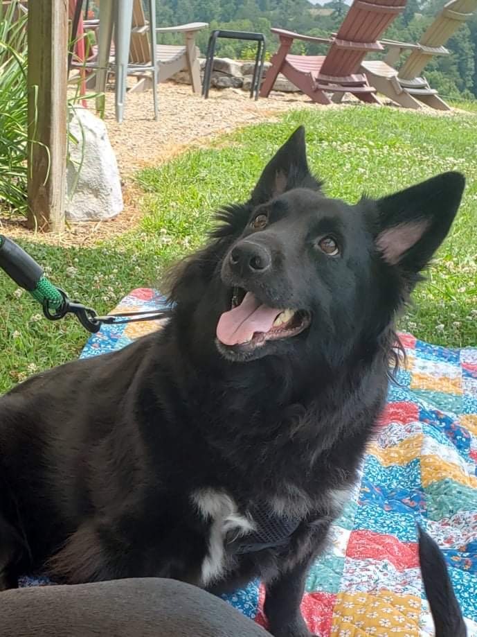 Sheltie corgi store mix for adoption