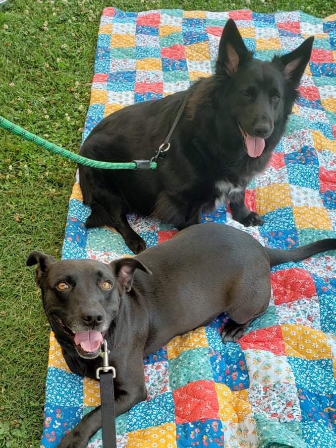 Sheltie corgi best sale mix for adoption