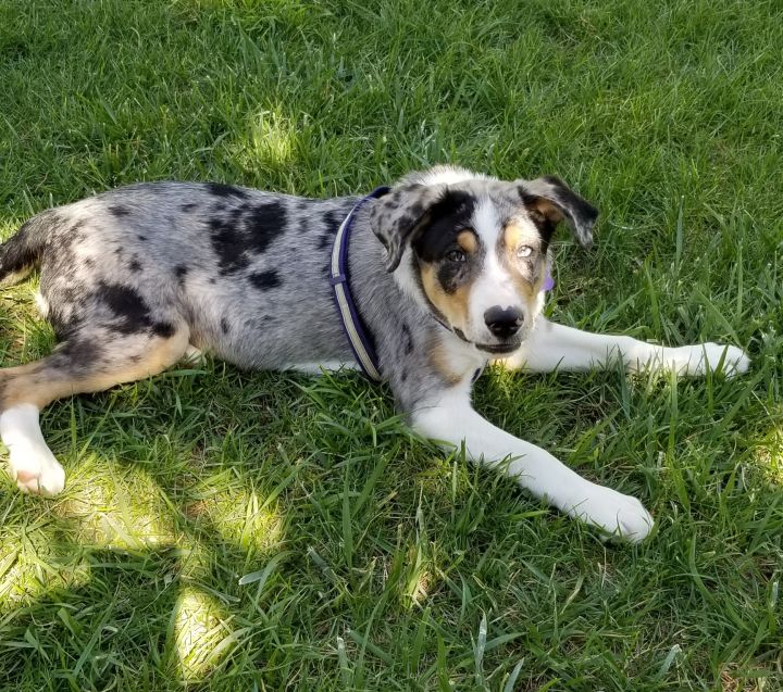 catahoula leopard dog australian shepherd mix puppy