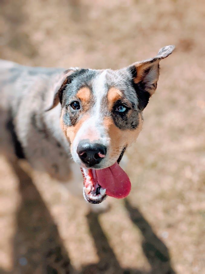 Birkett, an adoptable Australian Shepherd, Catahoula Leopard Dog in Durango, CO, 81301 | Photo Image 1